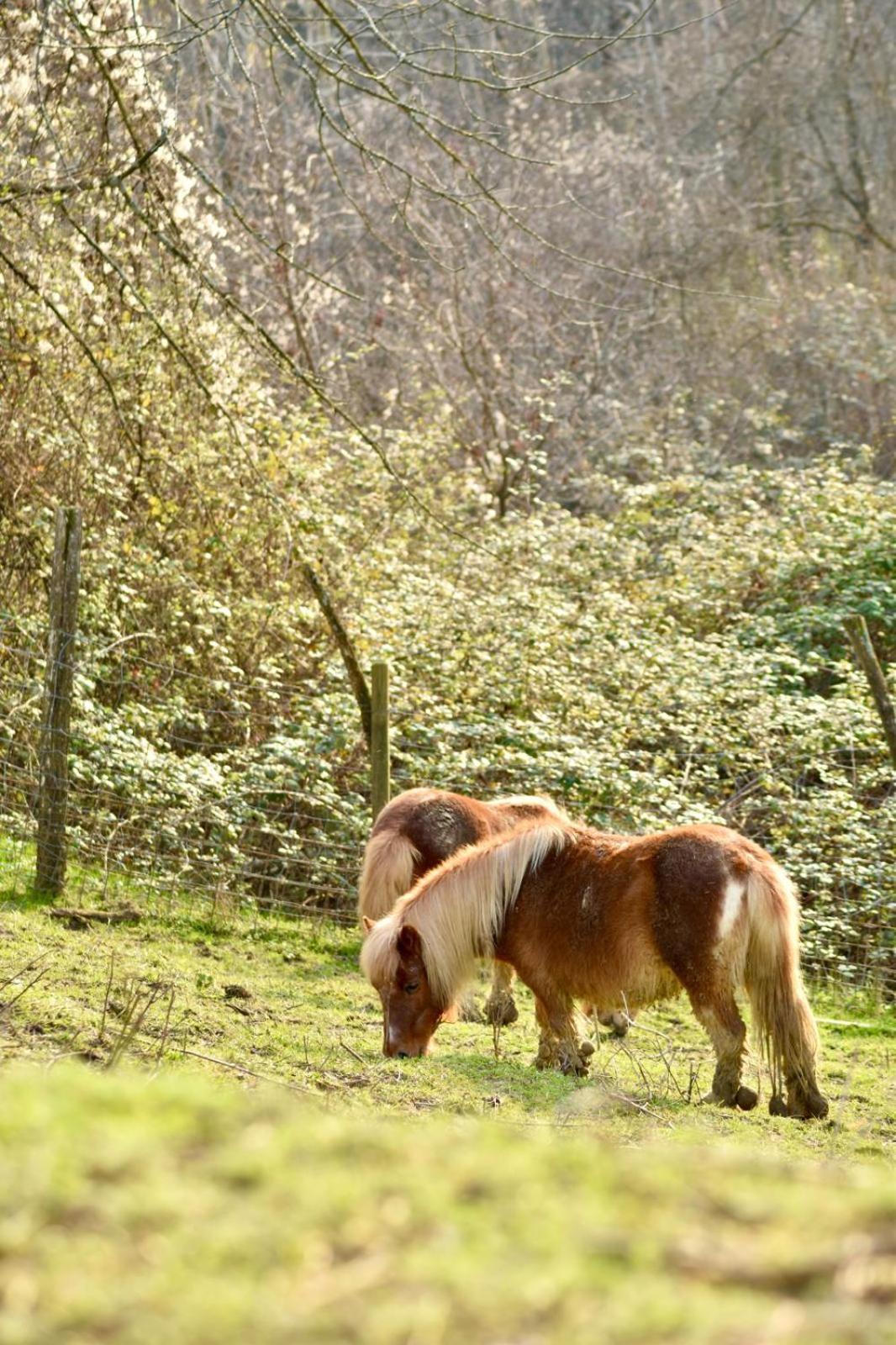 Agriturismo Le Noci Tarzo Bagian luar foto