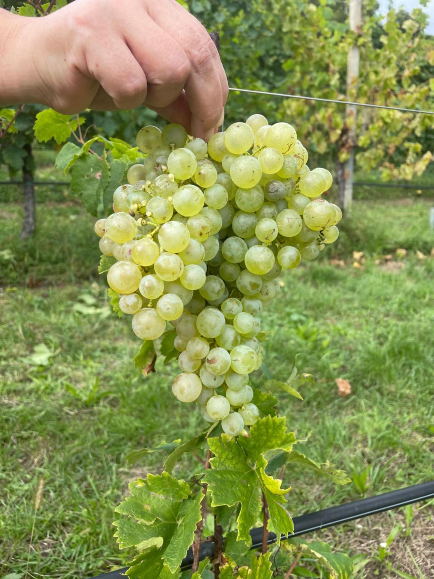 Agriturismo Le Noci Tarzo Bagian luar foto