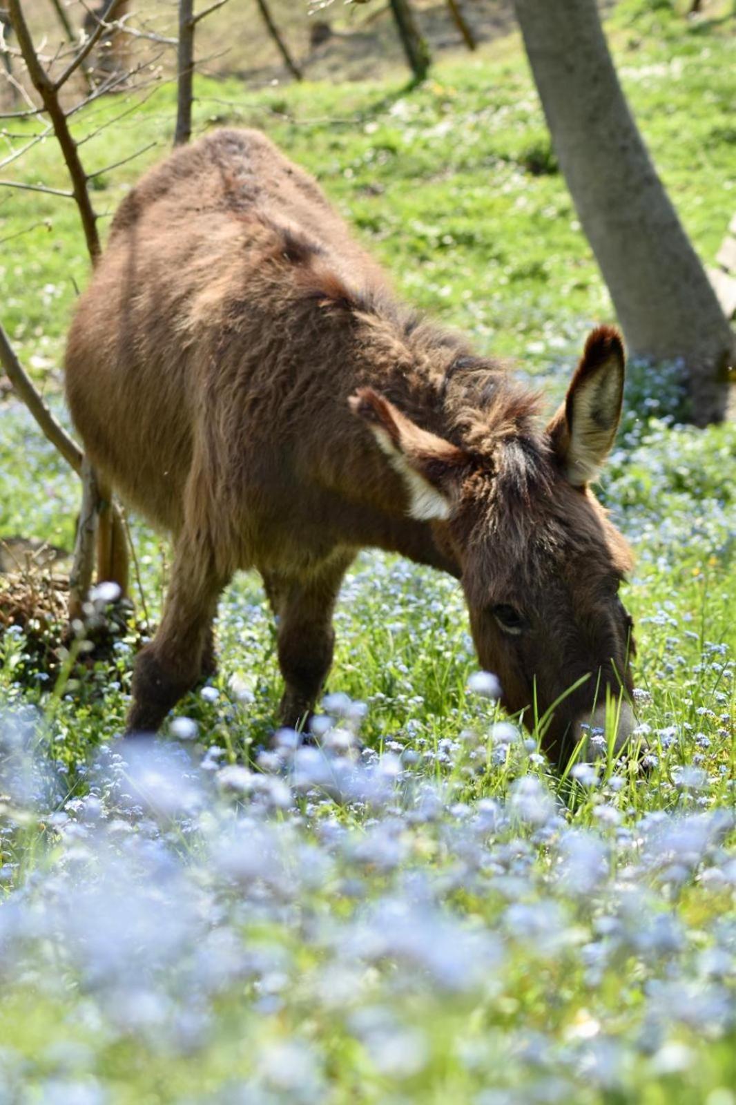 Agriturismo Le Noci Tarzo Bagian luar foto