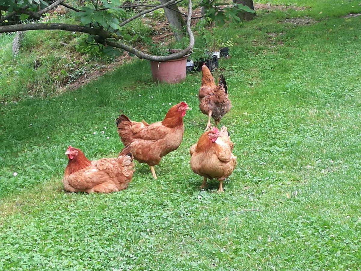 Agriturismo Le Noci Tarzo Bagian luar foto